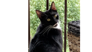 Lost Pet: SEVEN COSTANZA