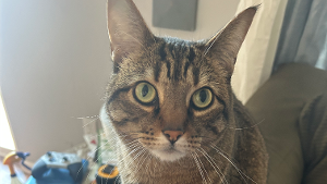 Lost Pet: Tito