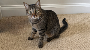 Lost Pet: Taki