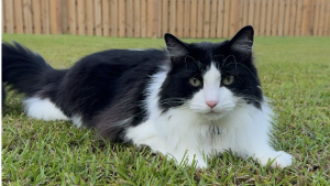 Lost Pet: Louis