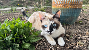 Lost Pet: Agnes