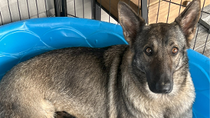 Lost Pet: Princess
