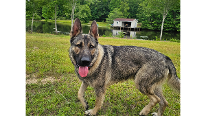 Lost Pet: Duke 