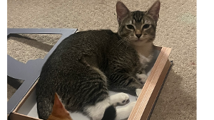 Lost Pet: Pepper