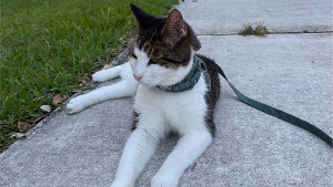 Lost Pet: Mickey