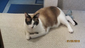 Lost Pet: Lilly