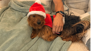 Lost Pet: Chuy