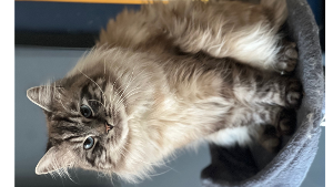 Lost Pet: Pas De Chat