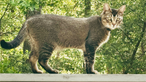 Lost Pet: Nutty Buddy
