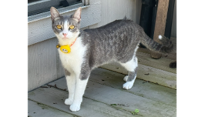 Lost Pet: Layla