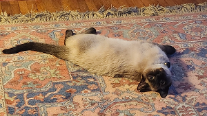 Lost Pet: SAKE