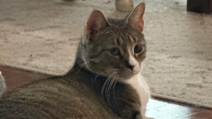 Lost Pet: Rey