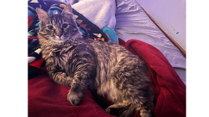 Lost Pet: Chief