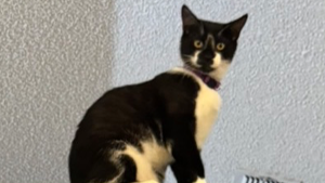 Lost Pet: Oreo