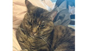 Lost Pet: Mimi