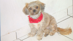Lost Pet: Bailey-Anna