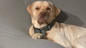 Lost Pet: Rex