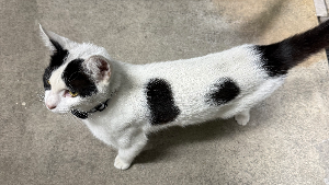 Lost Pet: Gremlin Yaoath