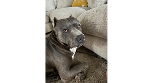 Lost Pet: Hercules