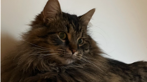 Lost Pet: Dixon