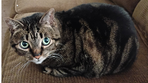 Lost Pet: Spice