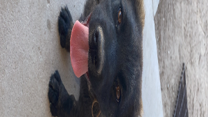 Lost Pet: Bare