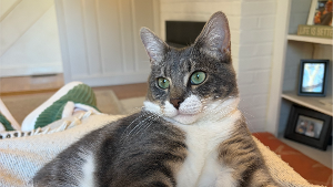 Lost Pet: Billy