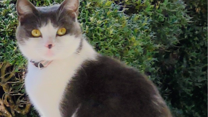 Lost Pet: Tinkerbell