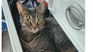 Lost Pet: Calisto