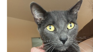 Lost Pet: Gryffindor gryff