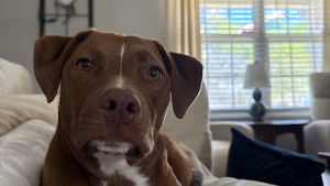 Lost Pet: Finnegan