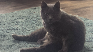 Lost Pet: CHURCH STALLINGS