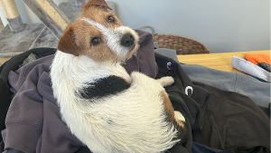 Lost Pet: Oliver