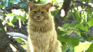 Lost Pet: George