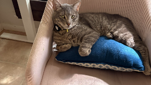 Lost Pet: Eight