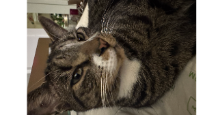 Lost Pet: Reaver