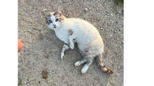 Lost Pet: Ghost