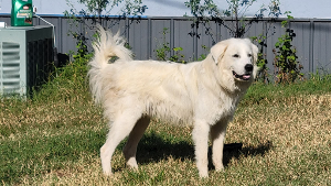 Lost Pet: Sarge