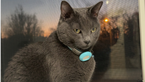 Lost Pet: Tommy