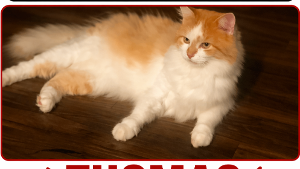Lost Pet: Thomas