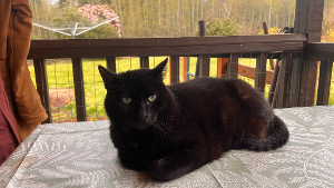Lost Pet: Binxy