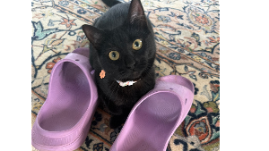 Lost Pet: Voodoo