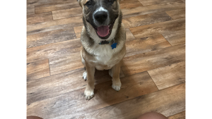 Lost Pet: Tyson