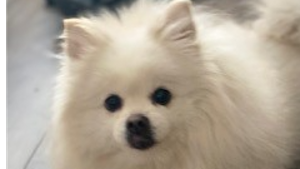 Lost Pet: Mya
