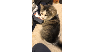 Lost Pet: Felix