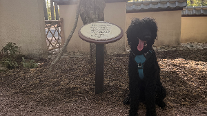 Lost Pet: Acey?ir ?? Powell