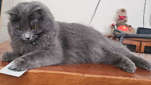 Lost Pet: CINDER