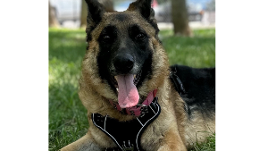 Lost Pet: Harley