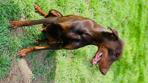 Lost Pet: Sire