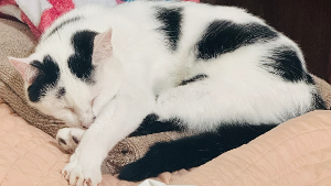 Lost Pet: Mochis